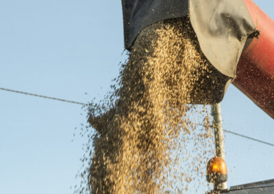 Korn: Treng meir norskprodusert – og høgare kvalitet