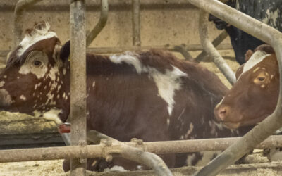 Unngå ringormsmitte i beitesesongen