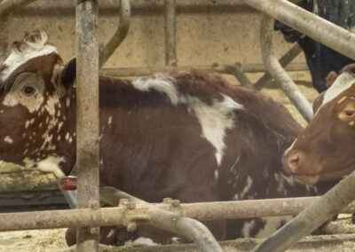 Unngå ringormsmitte i beitesesongen