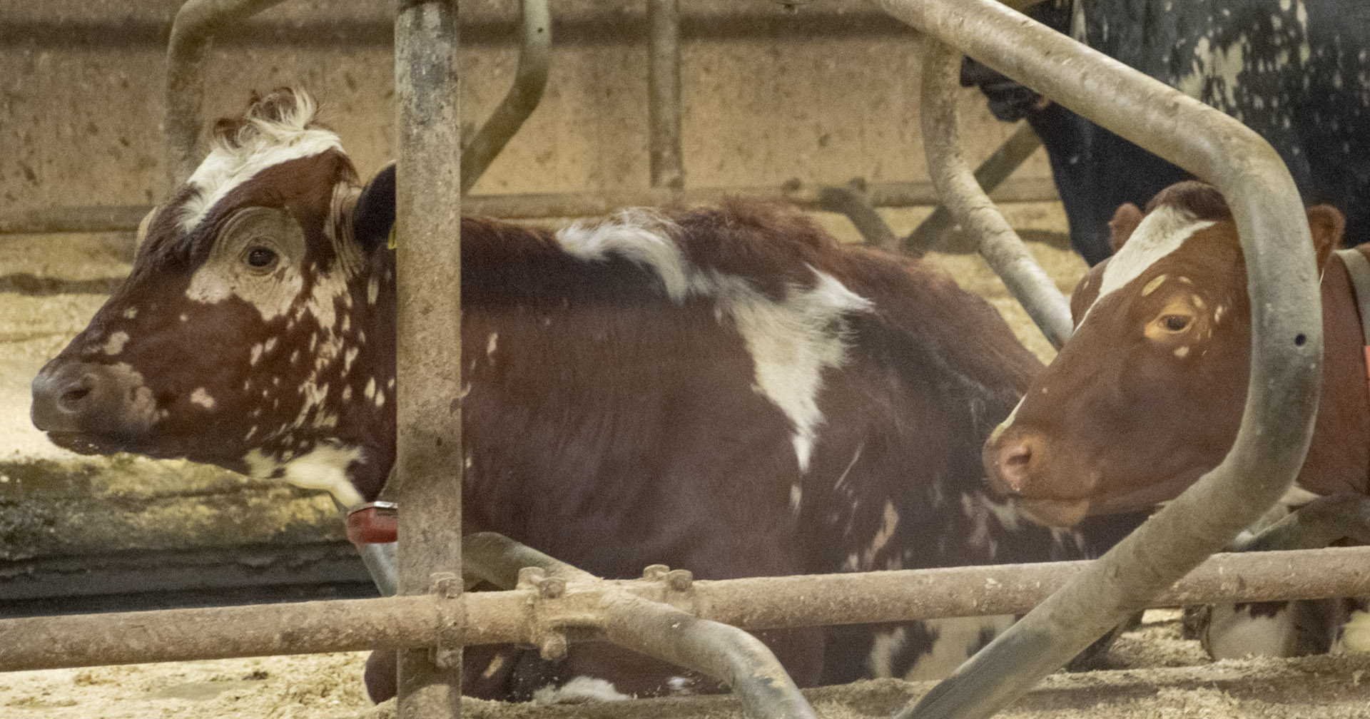 Unngå ringormsmitte i beitesesongen