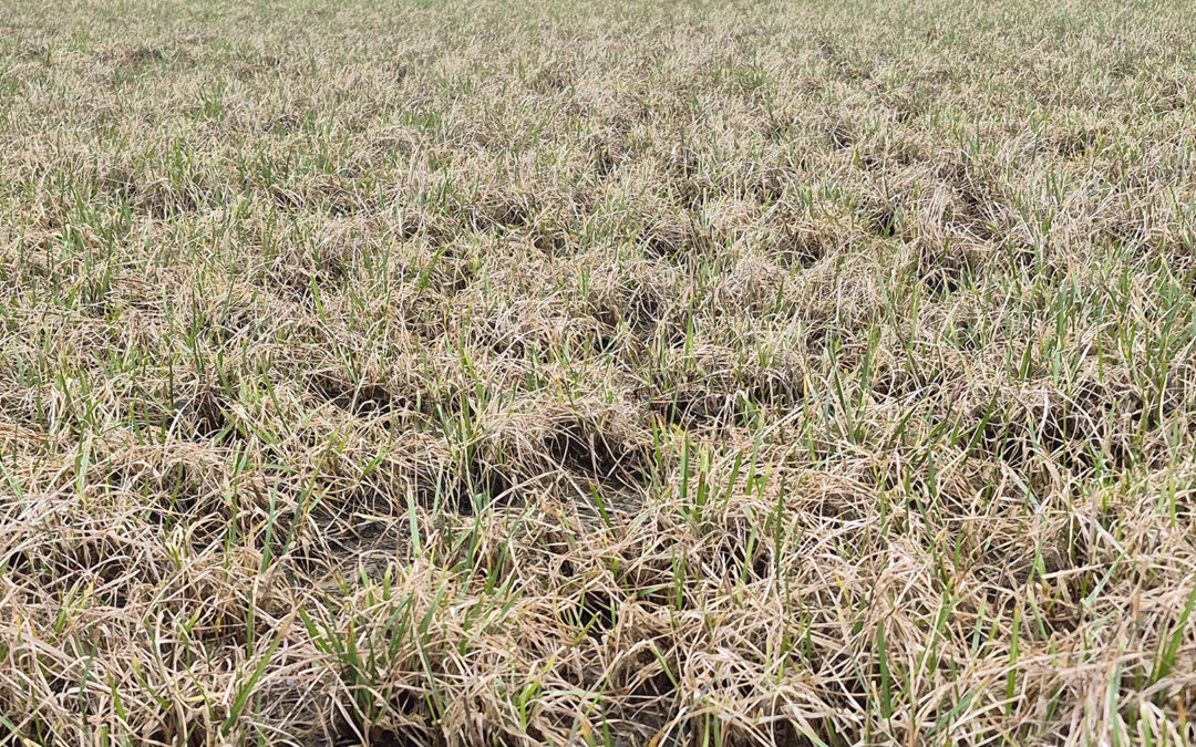 Tidlig svovelgjødsling i raigras