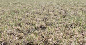 Få gang’!: Delt gjødsling med vekststart med nitrogen og svovel i raigras gir graset en god start.