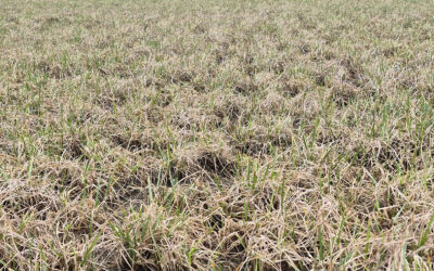 Tidlig svovelgjødsling i raigras