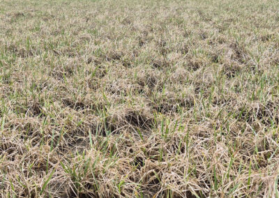 Tidlig svovelgjødsling i raigras