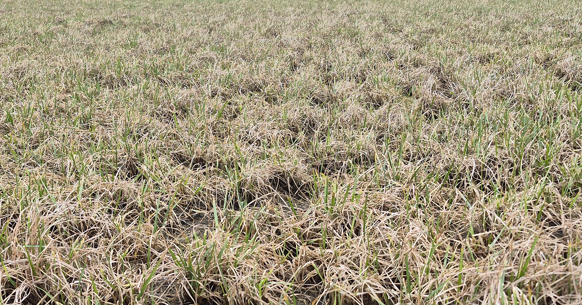 Tidlig svovelgjødsling i raigras