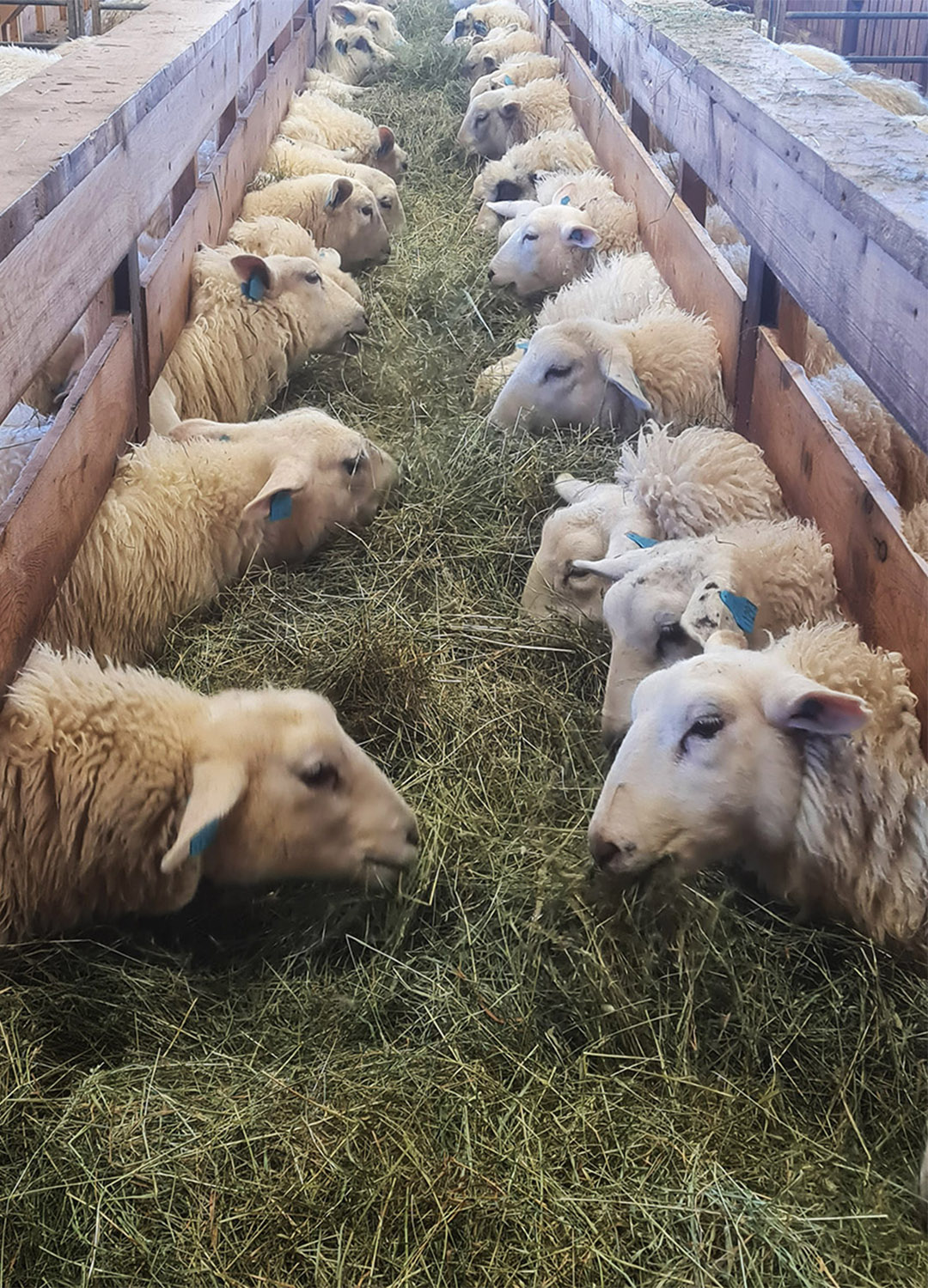 Uendra for sau: For sau er status fosfor i gjødsla uendra. Det betyr at ein sau slepp utt 2 kilo fosfor.