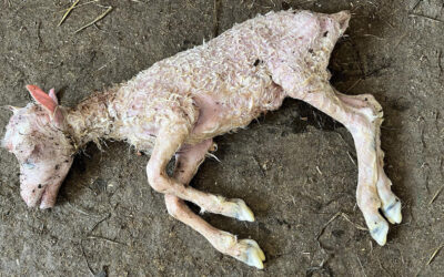 Abort hjå drektige sauer