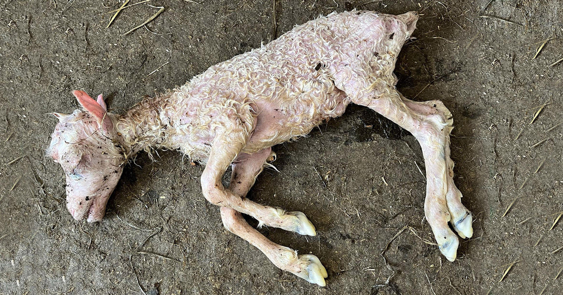 Abort hjå drektige sauer