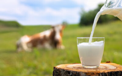 Økologisk eller konvensjonelt?