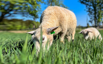 Godt vårbeite til sau er god økonomi