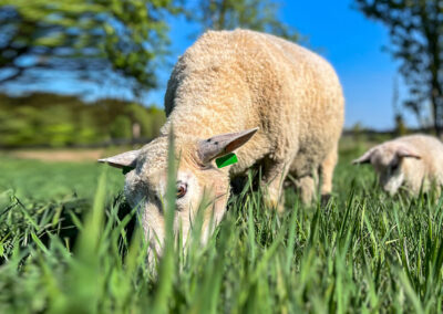 Godt vårbeite til sau er god økonomi