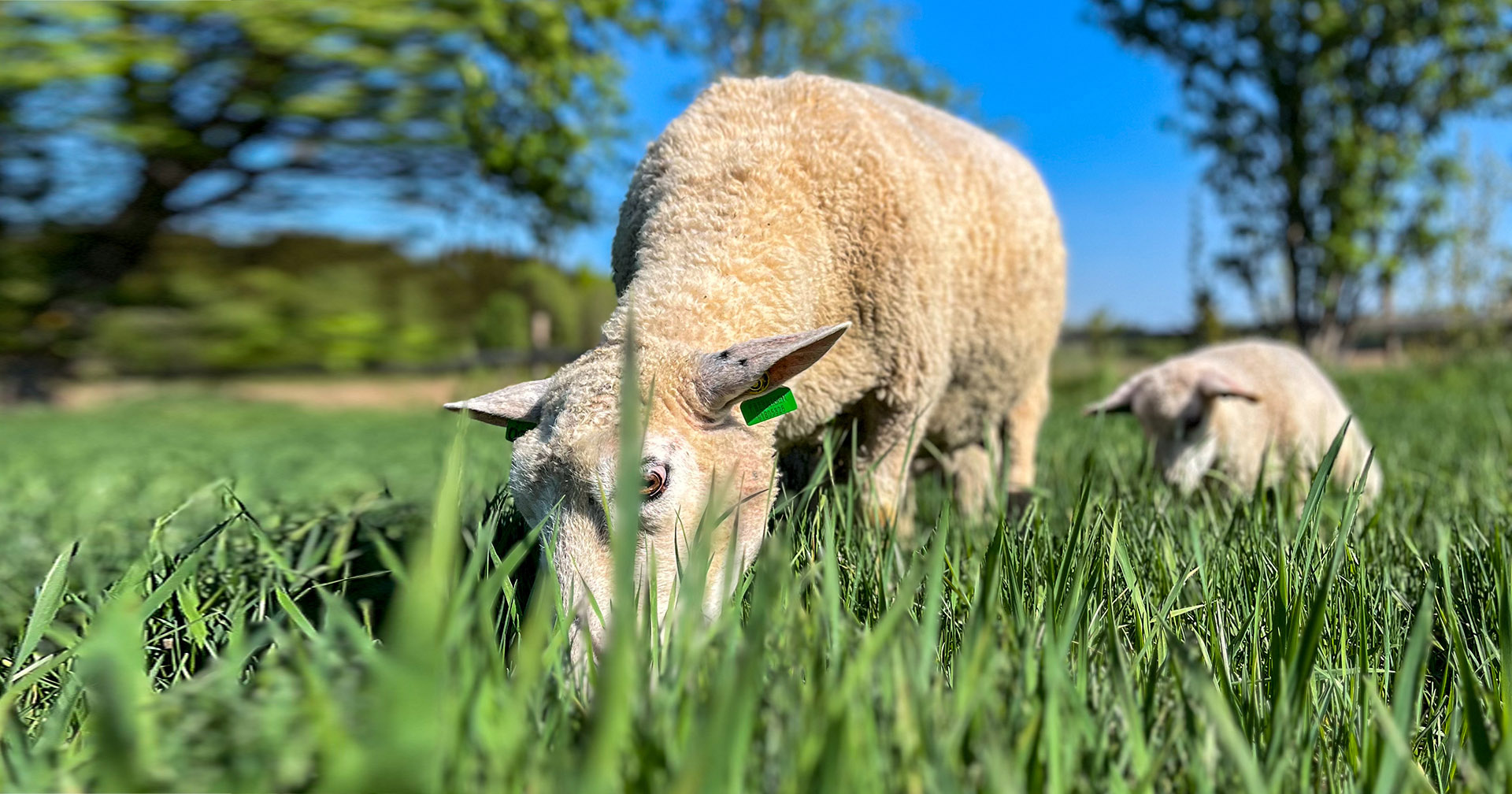 Godt vårbeite til sau er god økonomi