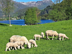 Tilvenning: Anne Therese og Kjell Olav sender sauene sine til fjells i mindre puljar. Den første natta går dei i inngjerda hegn slik at lamma roar seg med mor si før dei blir tekne lenger innpå fjellet. Dyr som er halte eller har andre utfordringar blir halde heima til dei er klare for fjellsending. Foto: Privat.