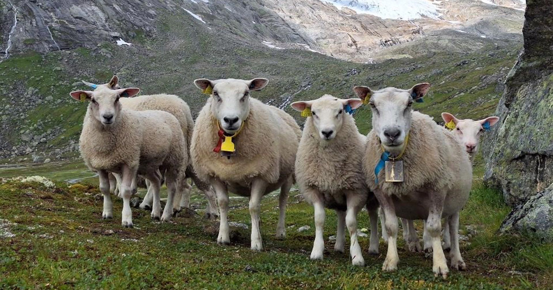 Gjer dyra klare for fjellet