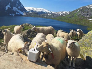 Tilvenning: Anne Therese og Kjell Olav sender sauene sine til fjells i mindre puljar. Den første natta går dei i inngjerda hegn slik at lamma roar seg med mor si før dei blir tekne lenger innpå fjellet. Dyr som er halte eller har andre utfordringar blir halde heima til dei er klare for fjellsending. Foto: Privat.