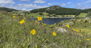 Naturbeitemark: Høylandsberget sør for Limavatnet i Gjesdal er vurdert som svært viktig på grunn av ein særleg stor og livskraftig bestand av solblom. Ei slik naturbeitemark skal ikkje gjødslast. Foto: Gudrun Kristensen, fagansvarleg landbruk, natur og miljø i Gjesdal kommune.