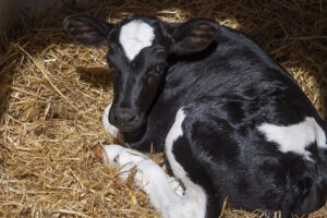 God miks: Kalvane er 50/50 blanding av Holstein og NRF. Denne kombinasjonen har gitt best resultat for mjølkeproduksjonen til Aleksander Tengesdal.