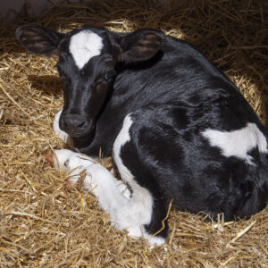 God miks: Kalvane er 50/50 blanding av Holstein og NRF. Denne kombinasjonen har gitt best resultat for mjølkeproduksjonen til Aleksander Tengesdal.