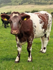 Hot chocolate: Ei ku av den nasjonale rasen british shorthorn. I vår fekk ho andre kalven, ein simmentalkryssing.