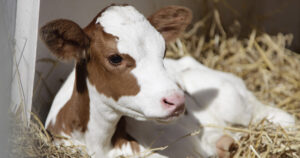 Kalvehelse: I vekas podcast snakkar me om kalv med Veterinær Anna Catharina Berge, som har skreve boka «The healty dairy calf». Foto: Istock / theo_stock