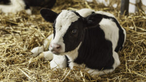 Kalvehelse: I vekas podcast snakkar me om kalv med Veterinær Anna Catharina Berge, som har skreve boka «The healty dairy calf». Foto: Istock / ngaga35