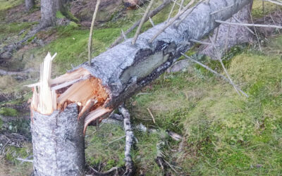 Hjort skaper store skadar i vestlandsskogen