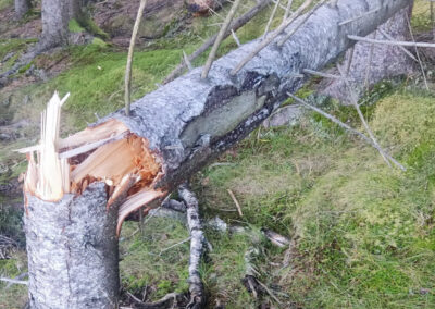 Hjort skaper store skadar i vestlandsskogen