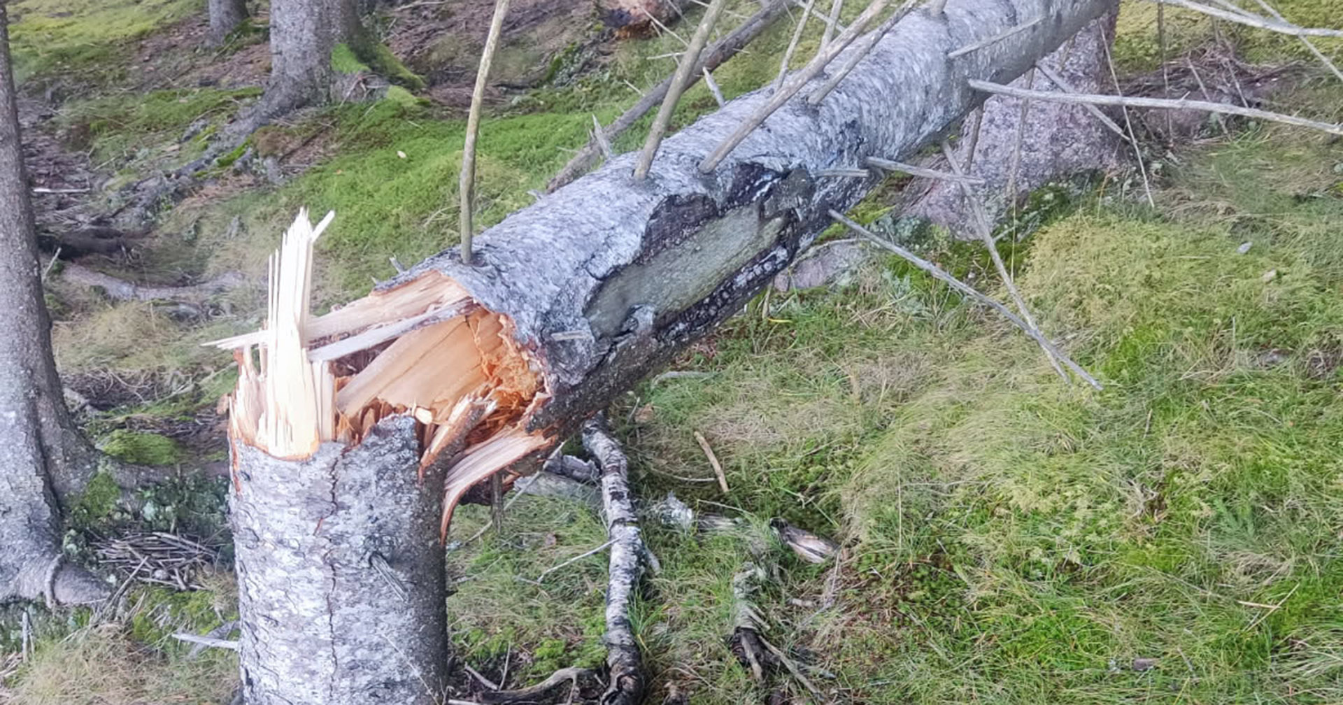 Hjort skaper store skadar i vestlandsskogen