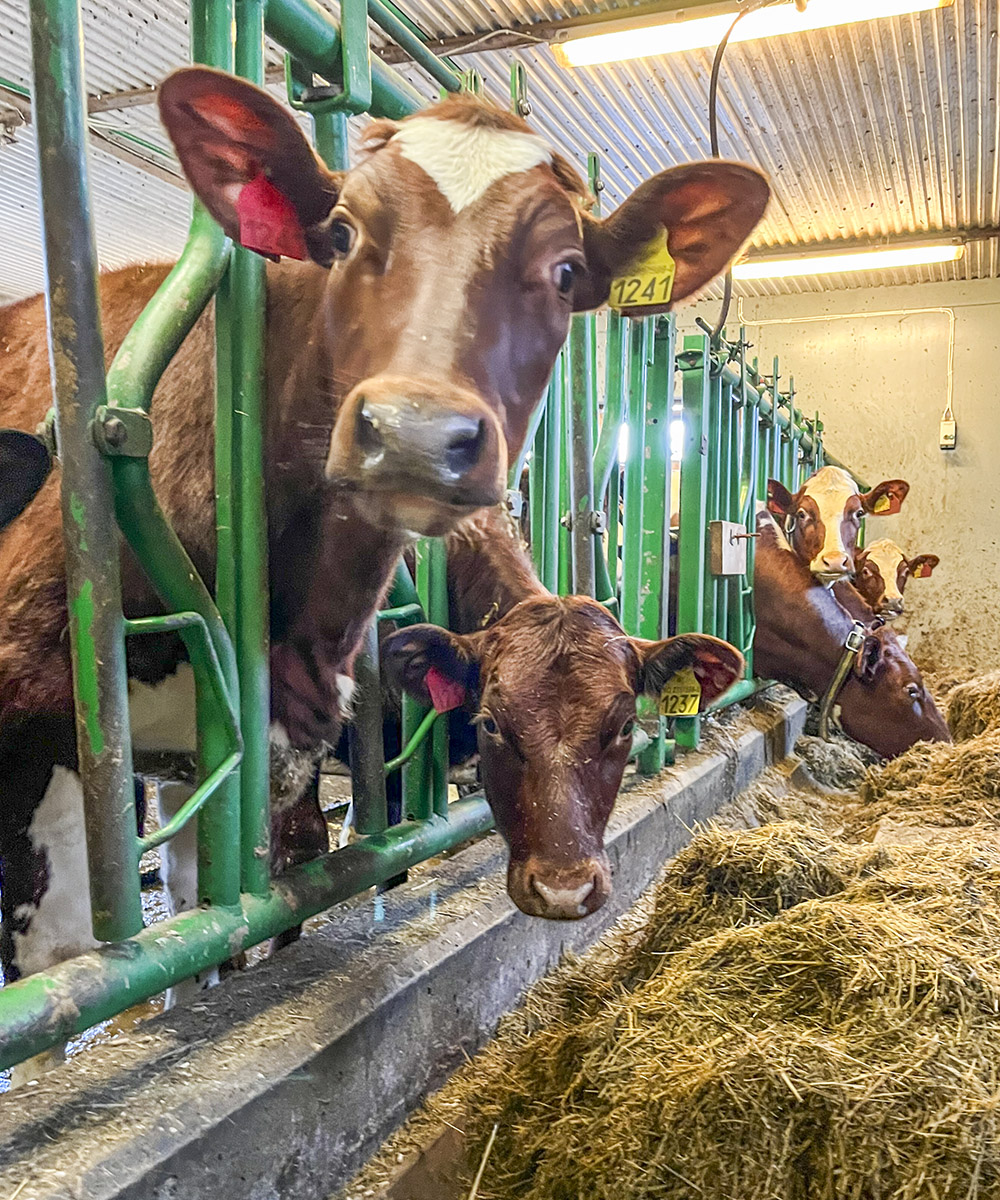 Nysgjerrige og håpefulle kviger:<br />
Kvigene er oppstalla inne. Dei har tilgang<br />
på silo, men kanskje kan bonden by på<br />
noko bedre?