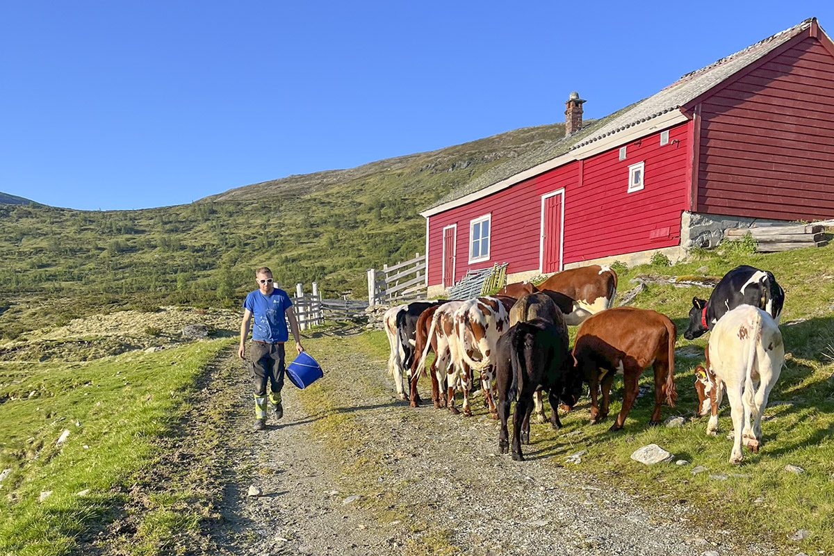 Tid med dyra i fjellet og heime: Her er Brede utanfor fellesstølen på Fyrjo. Dyra har fått tilsyn og kraftfôr. Elisabeth er inne hjå hyttebuarane ofte, både for stell og sosialisering. Det er trivsel både for ho og dyra.