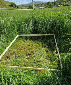 Feltforsøk: Bilde frå ein m3 ruter innanfor bur og frå tilfeldig valt område utanfor bur. Foto: Lise Austrheim.