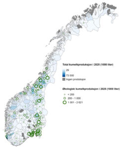 Mjølk og økomjølk per kommune: Kartet viser samla kumjølkproduksjon per kommune i landet i 2025. Jo mørkare blå farge jo meir mjølk. Grått er kommunar utan mjølkeproduksjon. Grøne ringar viser økologisk mjølkeproduksjon per kommune. Jo større ringar jo større volum.