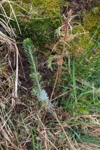 Granplante frå fjoråret som er død og ei som nyleg er supplert på den beste planteplassen, dvs. under ein stubbe. Foto: Helge Kårstad