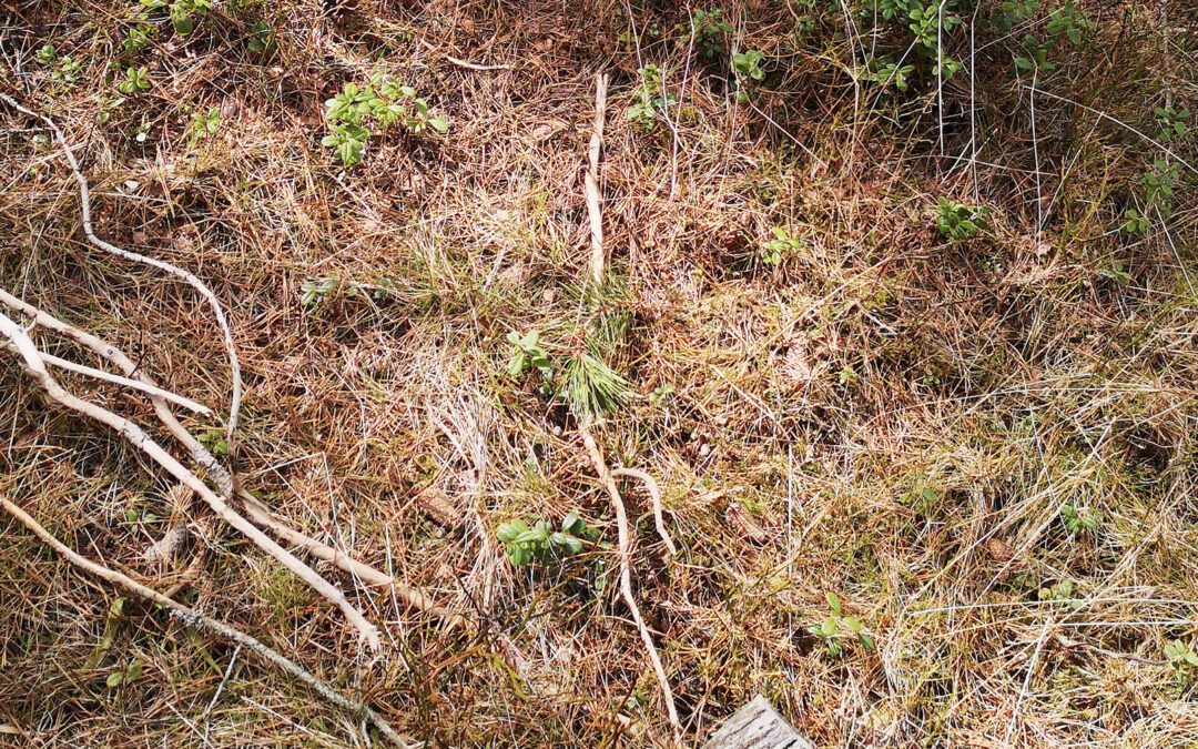 Har me gløymt skogen?