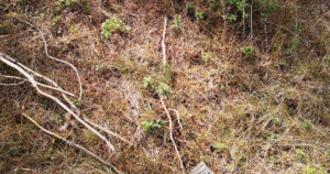 Moglegheiter for vekst: Skogbotn er klar for nyplanting og verdiauke. Foto: Ole Hartvig Bakke, Skognæringa Kyst SA.