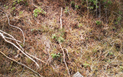 Har me gløymt skogen?
