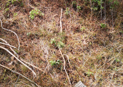 Har me gløymt skogen?