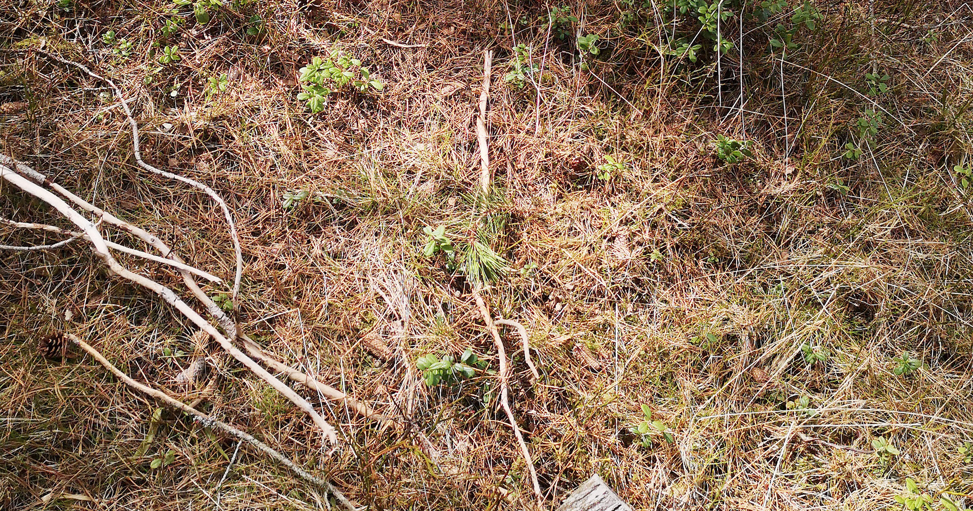 Har me gløymt skogen?
