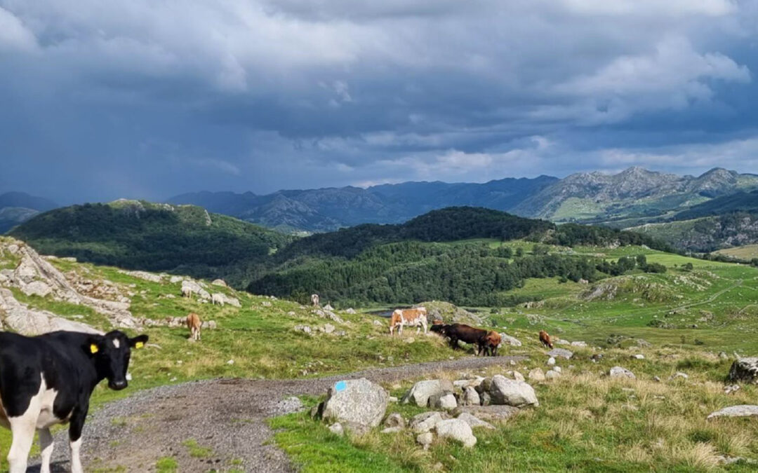 Beitekommunar vil ut or kornsona
