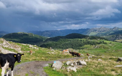 Beitekommunar vil ut or kornsona