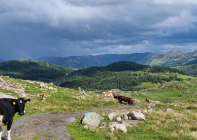 Beitekommunar vil ut or kornsona