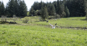 Føreseieleg: Jordlova skal sikre både aktiv drift av jordbruksareala og føreseielege vilkår for den som leiger jorda. Illustrasjonsfoto: Sjur Håland