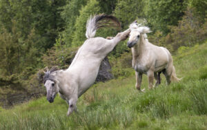 Nei takk: Det viste seg at hoppa allereie var drektig og skulle ha føl. Illustrasjonsfoto: Ingvild Rydjord Hansen