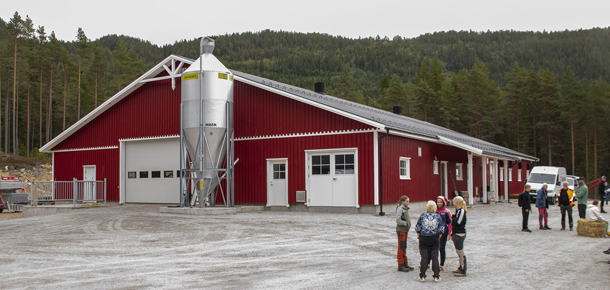 Bygg for framtida</p>
<p>Bygget er 770 m2, 21 meter breitt og 36 meter langt. Reisverksbygget er fullisolert med gjødselkjellar under heile bygget, med unntak frå der kalvingsbingar er plassert.</p>
<p>Eit tre meter breitt fôrbrett går mellom ungdyravdelinga og ku-kalvavdelinga. I ku-avdelinga er det plass til 24 kyr, 19 i den opne avdelinga, fem i fokusavdelinga. Alle dyr kan ete eller ligge samstundes, det er to rekker liggebåsar på denne sida. Langs heile den andre sida er plassen sett av til ungdyr, her kan 48 dyr få plass. I enden av fôrbrettet har bonden valt å setje av to meter til spalte­areal, denne passasjen nyttar dei når dyr skal krysse over til andre sida. Om situasjonen skulle endre seg og han får auka fôrgrunnlag eller mjølkekvote, kan kuavdelinga på enkel måte utvidast med fleire liggebåsar og eteplasser også på denne sida.</p>
<p>Dyreflyt og velferd</p>
<p>Fokusavdelinga er ei eiga lita avdeling i fjøset. Her kan Gunstein skilje ut dyr som han ynskjer å halde spesielt auge med. Her er dei fråskild frå dei andre, men har like god tilgang til mjølkeroboten og fôrbrett som resten av kuflokken.</p>
<p>Frå fokusavdelinga kan Gunstein legge ned ein bom, opne ei grind, og ta kalvingsklare dyr vidare inn i kalvingsbingen. Kalvingsarealet er fleksibelt, i dag har han gummimatter her, men han kan også legge inn halm om han ynskjer det.</p>
<p>På ungdyrsida kjem kalven inn i midten av avdelinga, der er kalvebinge med liggeplatting midt i rekka. Derfrå går stutar og kviger kvar sin veg, stutane opp mot porten, kvigene ned mot passasjen til kuavdelinga av bygget, der dei til slutt endar opp i lausdrifta når dei er kalvingsklare.</p>
<p>– Tidleg tilvenning til liggebås er viktig, derfor har eg valt å ha Iiggebåsar i bingane til småkviger frå tidleg alder, seier Gunstein.</p>
<p>Liggeunderlaget hjå dyra er gummimatter. Innsida av fjøset er kledd med kvite plastplater, Gunstein ynskjer eit effektivt reinhald på arbeidsplassen sin.</p>
<p>Han har valt å ha manuell tildeling av grovfôr med traktor.</p>
<p>Grovfôret blir produsert på 160 daa dyrka mark, stort sett morenejord. Han brukar standard frøblanding med timotei og raigras, og pressar rundballar med singelpresse. Når terrenget har helling på 10 grader, krevst det konsentrasjon og sirleg plassering når rundballane skal ut av pressa.</p>
<p>Arbeidsglade brør</p>
<p>Tomta der fjøset står var tidlegare eit masseuttak. Far til Gunstein, Gunnar Olav Attestog, fortel at det  truleg har blitt køyrt vekk 8000 m3 morenemasser gjennom tre periodar her, før arealet vart tilgrodd av tre.</p>
<p>– Halve moroa er å gjere jobben sjølv, seier Gunstein.</p>
<p>Han og broren, Sveinung Attestog, gjekk fyrst laus på skogen og hogde den. Deretter planerte dei tomta med god hjelp av ein kamerat med gravemaskin. Sveinung ynskte seg sagbruk, det vart sett opp i ytre enden av tomta. Der skar Sveinung alt materialet broren trong til oppføring av nytt fjøs. Eit røft overslag peikar mot uttak og tilverking av 200 m3 trevirke til bruk i fjøsbygginga.  Overborda på kledninga har profilar, Sveinung nytta firesidig høvel til dette arbeidet. Fjøset har også tverrgåande pyntelist og mønekryss. Saga er av merke WireX, kjøpt hjå norske NorLog.</p>
<p>– Å bygge med treverk gir stor glede, seier Gunstein.</p>
<p>Brørne fortel om sterk tru på prosjektet, og stor arbeidsglede undervegs.</p>
<p>Livet framover</p>
<p>–  Eg har alltid visst at eg skulle bli bonde ein dag, seier fjøsbyggaren.</p>
<p>I dag jobbar han som lærar på ungdomsskulen. Rektor tilpassar stillinga slik at læraryrket let seg kombinere med ansvaret for gardsdrifta. Det er Gunstein takksam for. Heile ungdomsskulen gjekk over fjellet for å bli med på fjøsopninga, og sjå på den nye verdiskapinga i bygda.</p>
<p>Ynskjer for framtida er å få tilgang til meir beite og slåtteareal.  Gunstein vil legge om frå vårkalving til heilårskalving og auke jamt frå dagens tretten mjølkekyr, opp til 24 kyr om han får moglegheit til å auke mjølkekvota. Han vil også ta i bruk kjønnsseparert sæd i avlsarbeidet, og få kryssa inn litt kjøttfe på kyr som ikkje skal avlast vidare på.</p>
<p>Med robot i fjøset og app i lomma, kan Gunstein fylgje fruktbarheita hjå kyrne på ein heilt annan måte enn far hans i si tid. Roboten tek måling av progesteronnivået i mjølka, og kan derfor gje korrekt insemineringstidspunkt, og seinare også stadfeste drektigheit eller omløp. Denne funksjonen kan i stor grad erstatte vanlege aktivitetsmålarar.</p>
<p>Etter kvart som økonomien tillèt det, vil Gunstein trappe ned lærargjerninga og auke arbeidstida på garden. Fram til den tid er han avhengig av og takksam for å ha ein far som framleis bidreg sterkt i drifta.</p>
<p>– Far er uvurderleg, han styrer alt anna enn roboten, seier Gunstein.