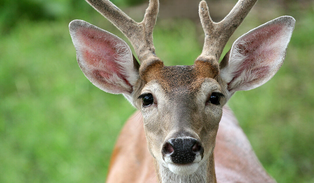 Spiss ørene for pod’ om hjorteplagen